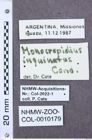 Etiketten zu Zorochros costicollis (NHMW-ZOO-COL-0010179)